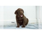 Small Photo #4 Labrador Retriever Puppy For Sale in CLARE, MI, USA
