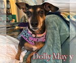 Small #5 Dachshund Mix