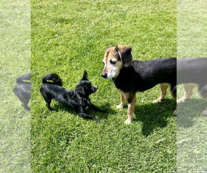 River - Male Chion Dog for Adoption - Photo #3