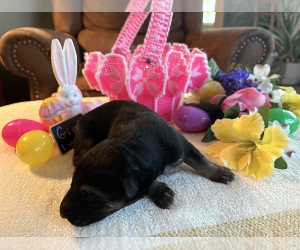 Medium Photo #3 German Shepherd Dog Puppy For Sale in SEAGROVE, NC, USA