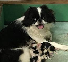Mother of the Japanese Chin puppies born on 09/05/2018