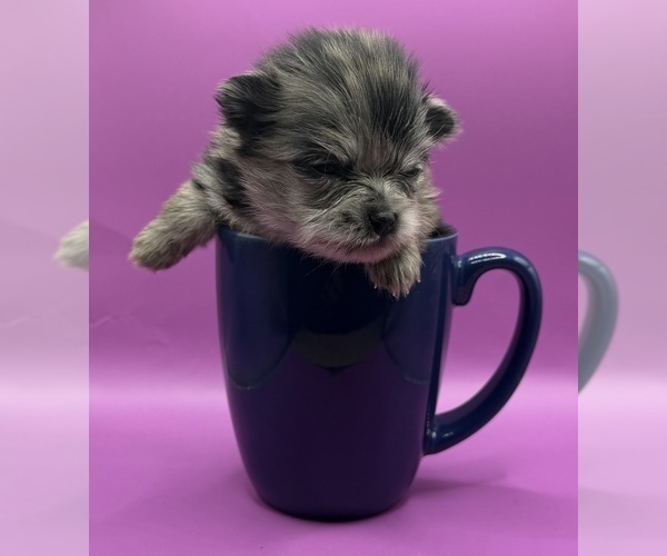 Medium Photo #5 Pomeranian Puppy For Sale in PORTLAND, ME, USA