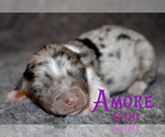 Small #1 Miniature Australian Shepherd