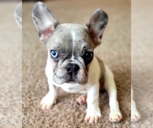 French Bulldog Puppy for sale in TAMPA, FL, USA