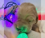 Small Photo #6 Golden Retriever Puppy For Sale in RICHMOND, TX, USA