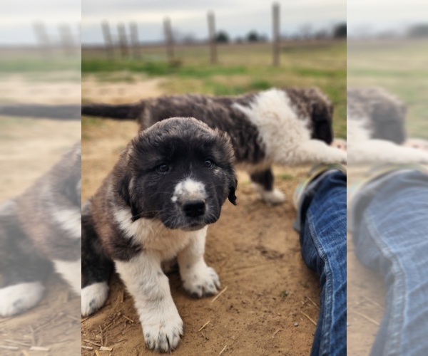 Medium Photo #32 Anatolian Shepherd Puppy For Sale in CUMBY, TX, USA
