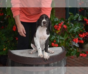 German Shorthaired Pointer Puppy for sale in LULA, GA, USA