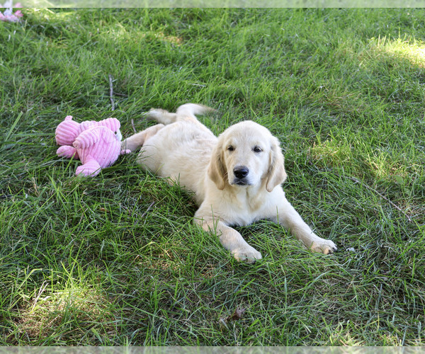 Medium Photo #4 Golden Retriever Puppy For Sale in SYRACUSE, IN, USA
