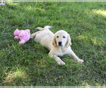 Small #3 Golden Retriever