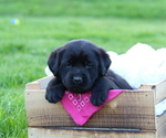 Puppy Georgia Labrador Retriever