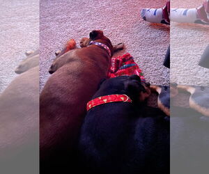 Misty - Female Doberman Pinscher Dog for Adoption - Photo #7