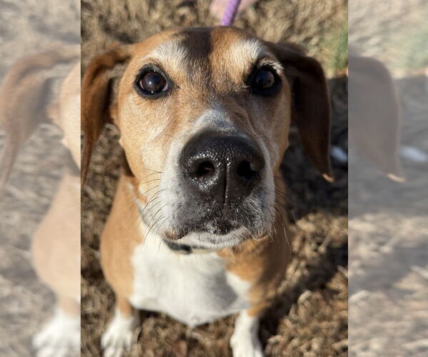 Medium Photo #2 Mutt Puppy For Sale in Glen Allen, VA, USA