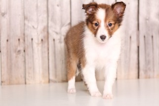 Shetland Sheepdog Puppy for sale in MOUNT VERNON, OH, USA