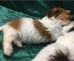 Small Photo #31 Havanese Puppy For Sale in FENTON, MO, USA