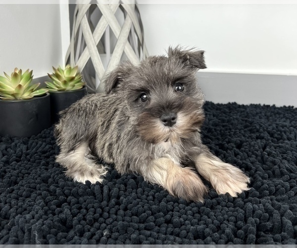 Medium Photo #1 Schnauzer (Miniature) Puppy For Sale in FRANKLIN, IN, USA