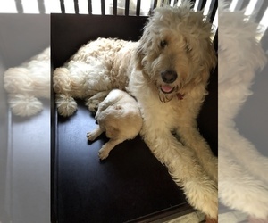 Mother of the Goldendoodle-Poodle (Standard) Mix puppies born on 12/27/2019