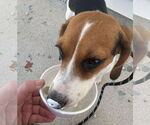 Small #2 Beagle