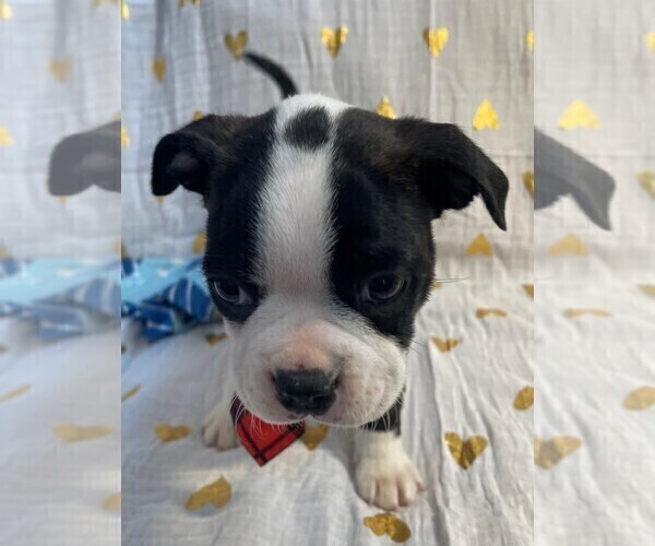 Medium Photo #13 Boston Terrier Puppy For Sale in MONTVILLE, OH, USA