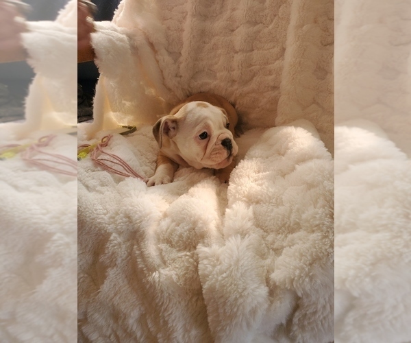 Medium Photo #23 English Bulldog Puppy For Sale in ALBUQUERQUE, NM, USA