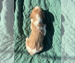 Small #1 Brittany