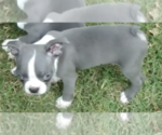 Puppy 1 Boston Terrier