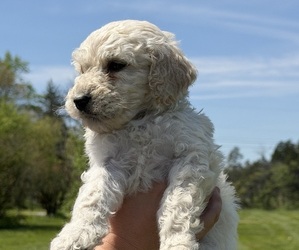 Goldendoodle mix (+ Poodle Standard) Puppy for sale in MAYNARDVILLE, TN, USA