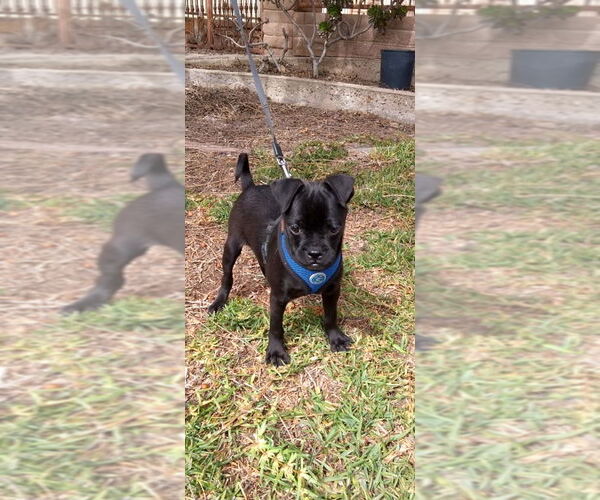 Medium Photo #9 Chug Puppy For Sale in San Diego, CA, USA