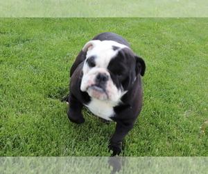 English Bulldog Puppy for sale in SHILOH, OH, USA