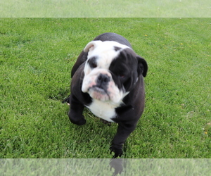 Medium English Bulldog