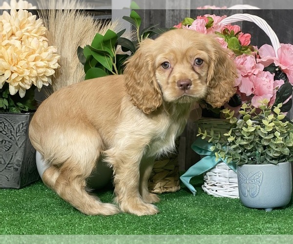 Medium Photo #3 Cocker Spaniel Puppy For Sale in CANOGA, NY, USA