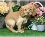 Small #2 Cocker Spaniel
