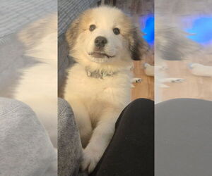 Great Pyrenees-Unknown Mix Dogs for adoption in Clarkston, MI, USA