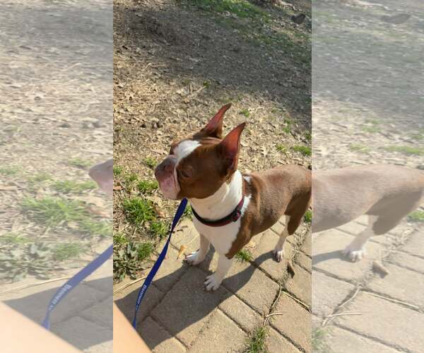 Medium Photo #1 Boston Terrier-Unknown Mix Puppy For Sale in Wakefield, RI, USA