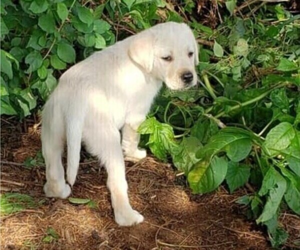 Medium Photo #2 Labrador Retriever Puppy For Sale in ABERDEEN, MD, USA