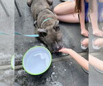 Small #6 American Pit Bull Terrier Mix