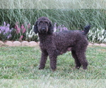Small Photo #1 Poodle (Miniature) Puppy For Sale in MEMPHIS, MO, USA