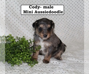 Aussiedoodle Puppy for sale in HOPKINSVILLE, KY, USA