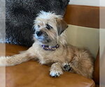 Small #4 Shih Tzu
