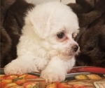 Small Photo #2 Bichon Frise Puppy For Sale in TORONTO, OH, USA