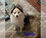 Small #3 Pomsky