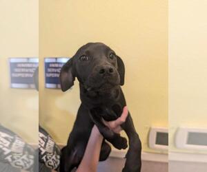 Labrador Retriever-Unknown Mix Dogs for adoption in Rockwall, TX, USA