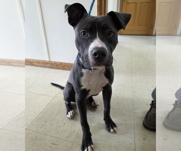 Medium Photo #1 American Pit Bull Terrier-Unknown Mix Puppy For Sale in Princeton, MN, USA