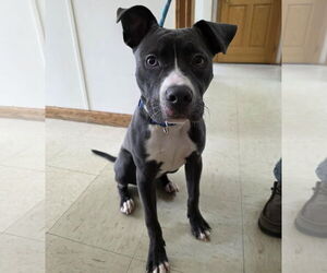 American Pit Bull Terrier-Unknown Mix Dogs for adoption in Princeton, MN, USA
