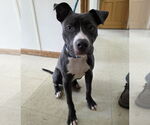 Small American Pit Bull Terrier Mix