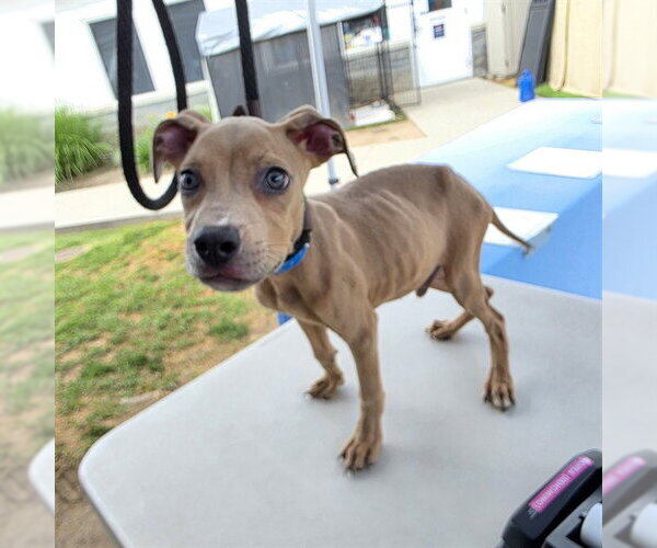 Medium Photo #1 Mutt Puppy For Sale in Long Beach, CA, USA