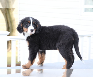 Bernese Mountain Dog Dog for Adoption in SHILOH, Ohio USA