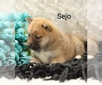 Puppy Sejo Shiba Inu