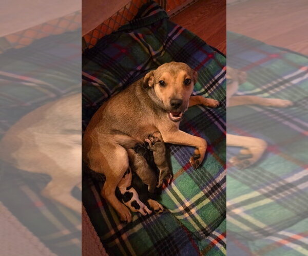 Medium Photo #4 Dachsador Puppy For Sale in Aurora, IN, USA