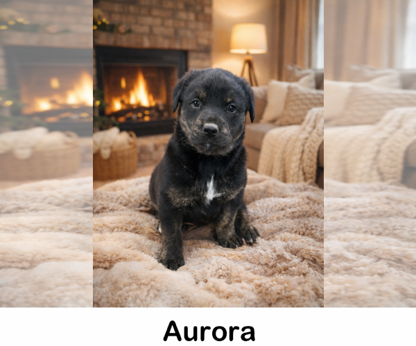 Medium Photo #2 Labrottie Puppy For Sale in Oakhurst, NJ, USA