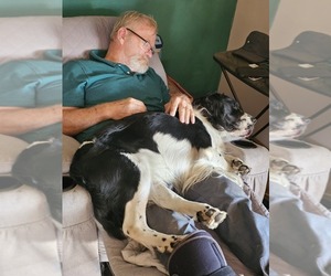 Father of the English Springer Spaniel puppies born on 07/24/2025